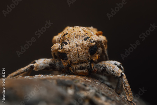 Bild auf Leinwand Longhorn beetle face close-up with long antenna, macro photography