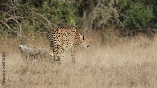  A cheetah mother defending her cubs against a stampeding herd of blue wildebeest