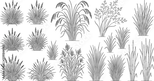 Fotografie Set of hand drawn grass line art elements cattails and ornamental plants for lan