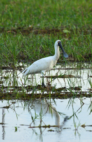 Obraz na plátně Royal Spoonbill (Platalea regia) in Wetland Habitat at Yellow Water, Kakadu Nati