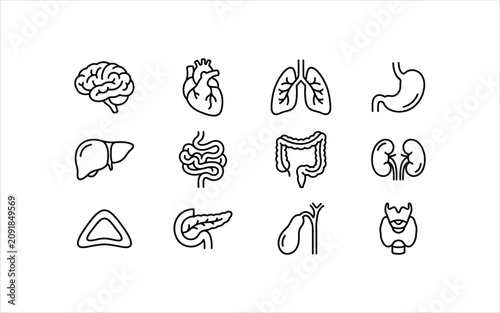 Set of human internal organs icons, including brain, heart, lungs, stomach, liver, intestines, kidneys, and thyroid