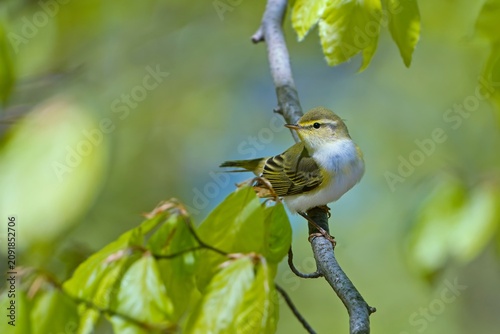 A wood warbler sits on a branch. Phylloscopus sibilatrix. Song bird in the nature habitat