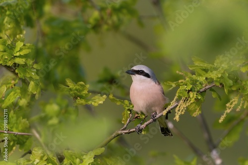 Photos Lanius collurio. A male Red-backed shrike sits on a branch.
