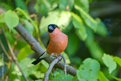 Obraz na plátně A beautiful male bullfinch in the nature habitat