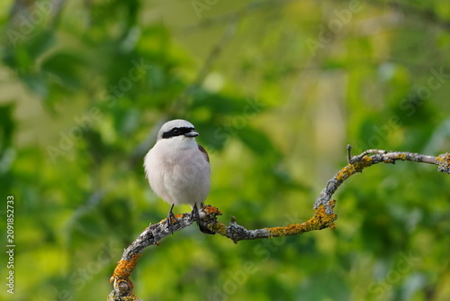 Εκτύπωση καμβά Lanius collurio. A male Red-backed shrike sits on a branch.