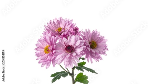 Delicate Pink Chrysanthemum Flowers Arranged on White Background