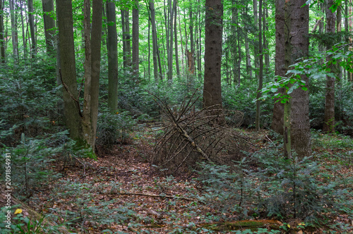 A dense green forest clearing featuring a small, primitive shelter or pile made of dried pine branches on the mossy, leaf-covered ground