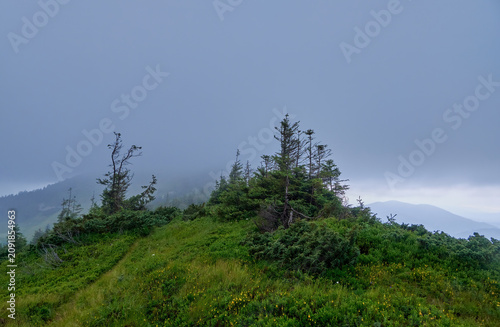 A serene, mist-covered mountain ridge features hardy evergreen trees dotting a lush, grassy slope filled with small yellow flowers under a moody, overcast sky
