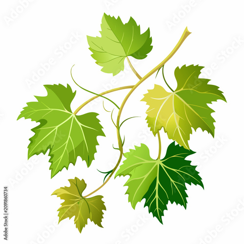 Fresh Grapevine Leaves and Tendrils Isolated on White Background, Clean Flat Vector Illustration for Food, Wine, or Nature Design