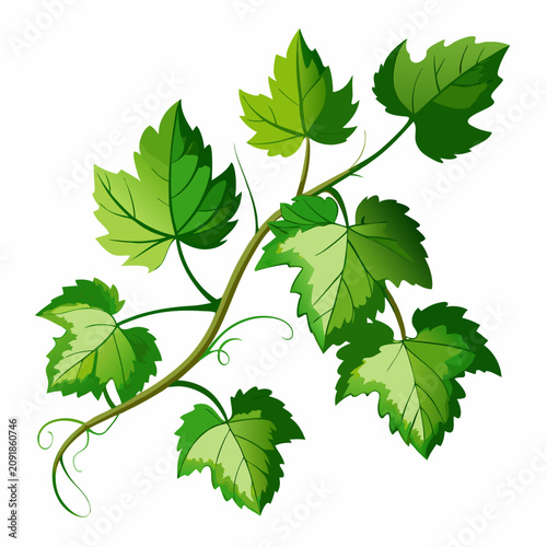 Fresh Grapevine Leaves and Tendrils Isolated on White Background, Clean Flat Vector Illustration for Food, Wine, or Nature Design