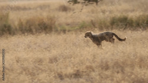 a cheetah cub running in golden light
