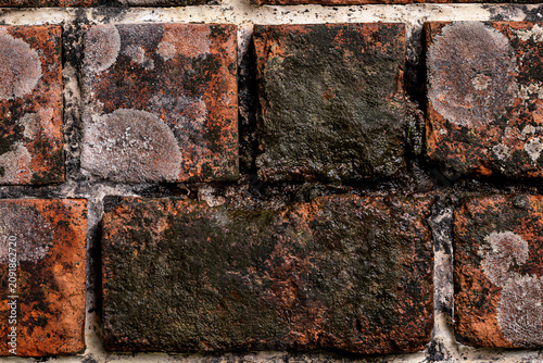 Heavily moss and lichen covered ancient red brick wall texture and details.