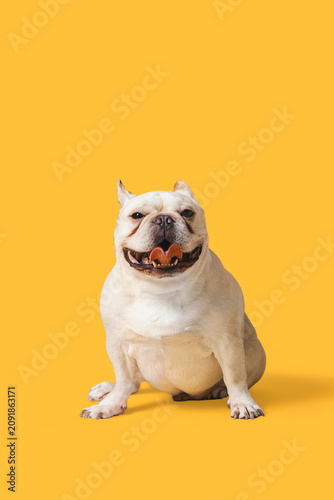 Adorable White French Bulldog Portrait