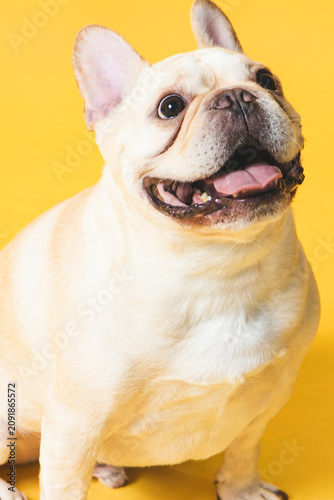 Adorable White French Bulldog Portrait