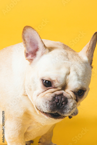 Adorable White French Bulldog Portrait