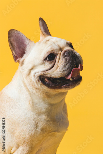Adorable White French Bulldog Portrait