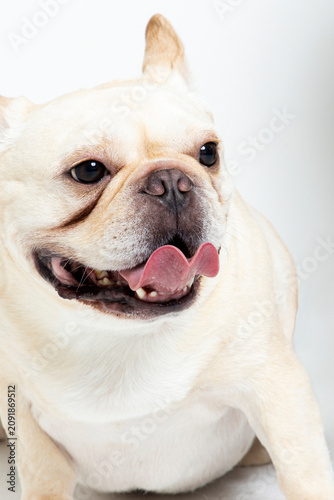 Adorable White French Bulldog Portrait