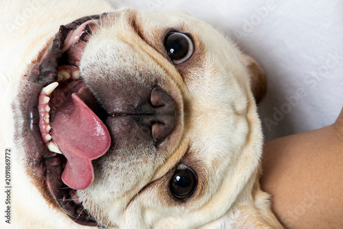Adorable White French Bulldog Portrait