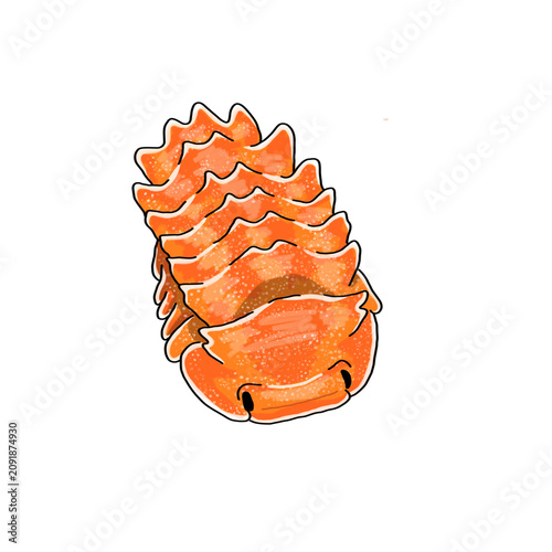 Photos isopoda sp. armageddon isopod / rolypoly / pillbug
