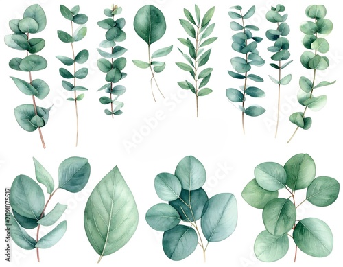 Green Eucalyptus Leaves Arranged in Vertical and Rounded Clusters