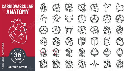 Quadro em tela Cardiovascular anatomy line icon set with human heart, valve, aorta, ventricle, blood flow circulation, ECG rhythm, and pacemaker