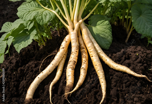 Fresh horseradish roots in ...