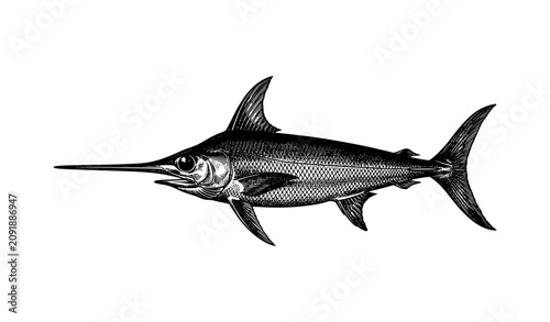 Konstfotografi Antique Swordfish Zoological Engraving Outline Vector Illustration
