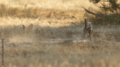 Cheetah cubs playing in golden light