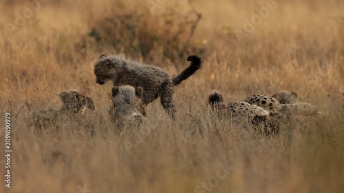 Cheetah cubs playing in golden light