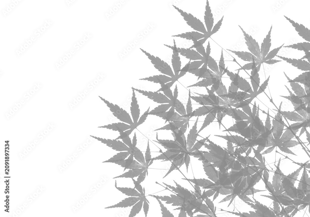 Fototapeta premium Cannabis leaf silhouette against black background grayscale botanical study