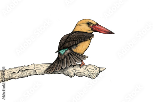 illustrations of Brown-winged Kingfisher in a vintage natural history book