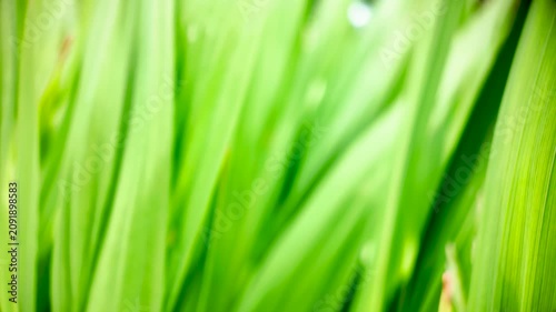 Out-of-focus blades of bright grass sway gently in a close-up macro shot, creating a soft organic background texture.