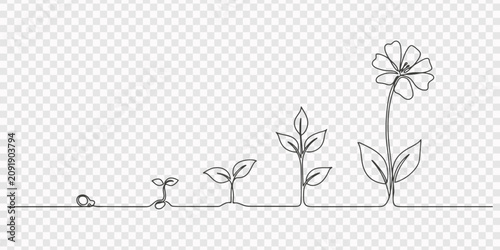 Photos Continuous one line drawing of plant growth stages from seed to mature plant vec