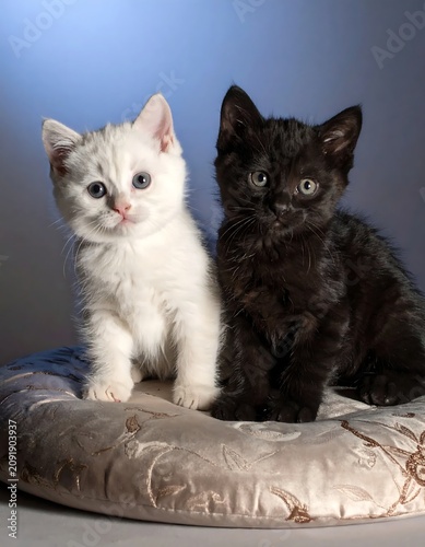 Adorable White and Black Kittens Sitting Together on Soft Cushion in Studio Setting