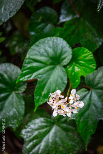 Begonie im Nebelwald von Costa Rica
