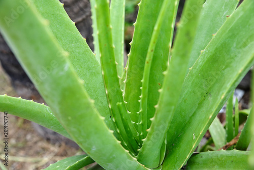 aloe vera plant