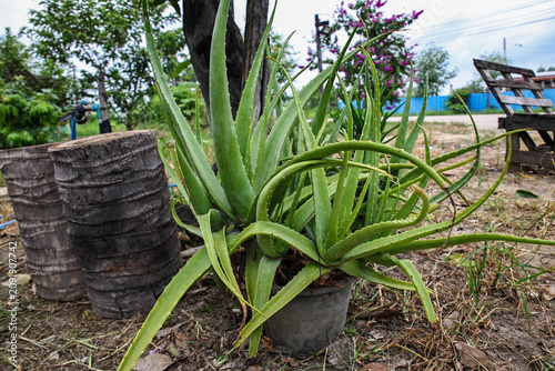 Potted aloe vera