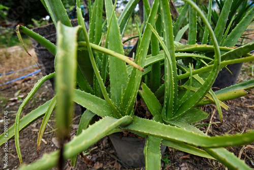 Chemical fertilizer in fertilizer sacks
