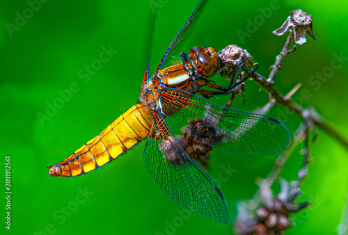 Obraz na plátně Broad-bodied chaser dragonfly libellula depressa perched on reed, close up of ye