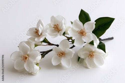 Elegant White Orchid Flower Isolated on White Background with Delicate Blooming Petals Botanical Floral Closeup for Nature Garden and Spring Design