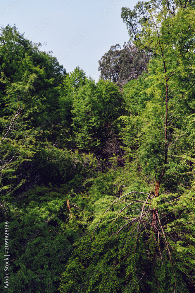 Fototapeta premium Forest trees foliage greenery hillside nature captured in a lush slope view, dense woodland canopy with sunlight filtering through leaves, mossy trunks and tranquil outdoor landscape.