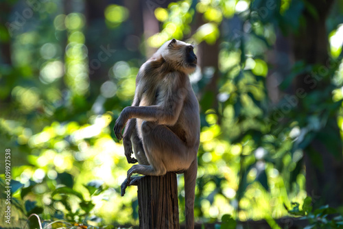 Photography A Terai Gray Langur (Semnopithecus hector) resting peacefully in its natural forest habitat in the lowland Terai region of Nepal