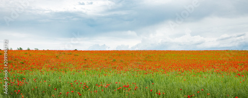 Принти на полотні field of red poppies or Common poppy, flanders poppy,  agricultural landscape wi