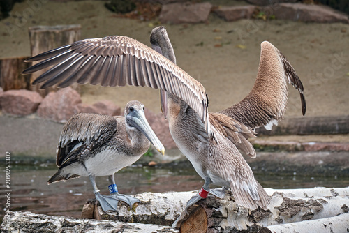 Braunpelikan ( Pelecanus occidentalis ).