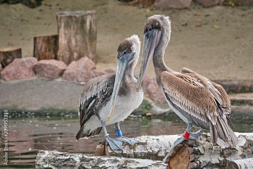 Braunpelikan ( Pelecanus occidentalis ).