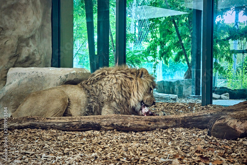 Quadro su tela Berberlöwe ( Panthera leo ).