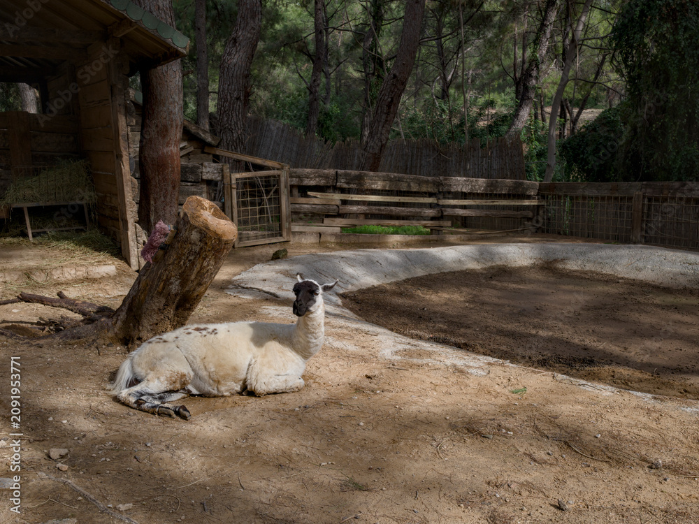Fototapeta premium Adorable llama standing on a rural farm