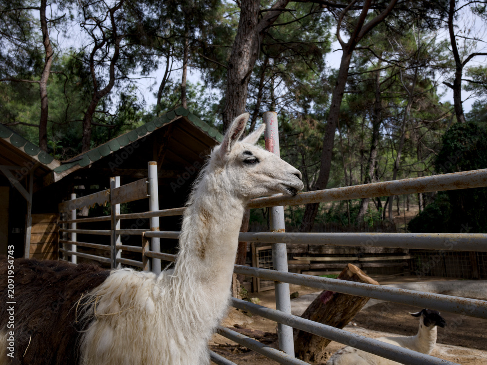 Fototapeta premium Adorable llama standing on a rural farm