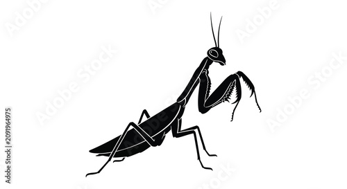 Praying mantis illustration a black silhouette against a white background silhouette