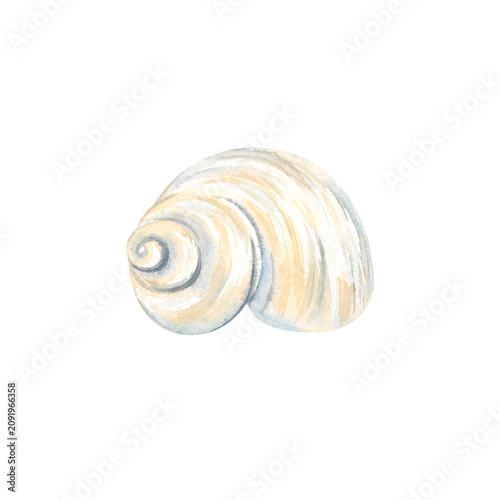 Принти на полотні Watercolor illustration of a seashell from the ocean coast